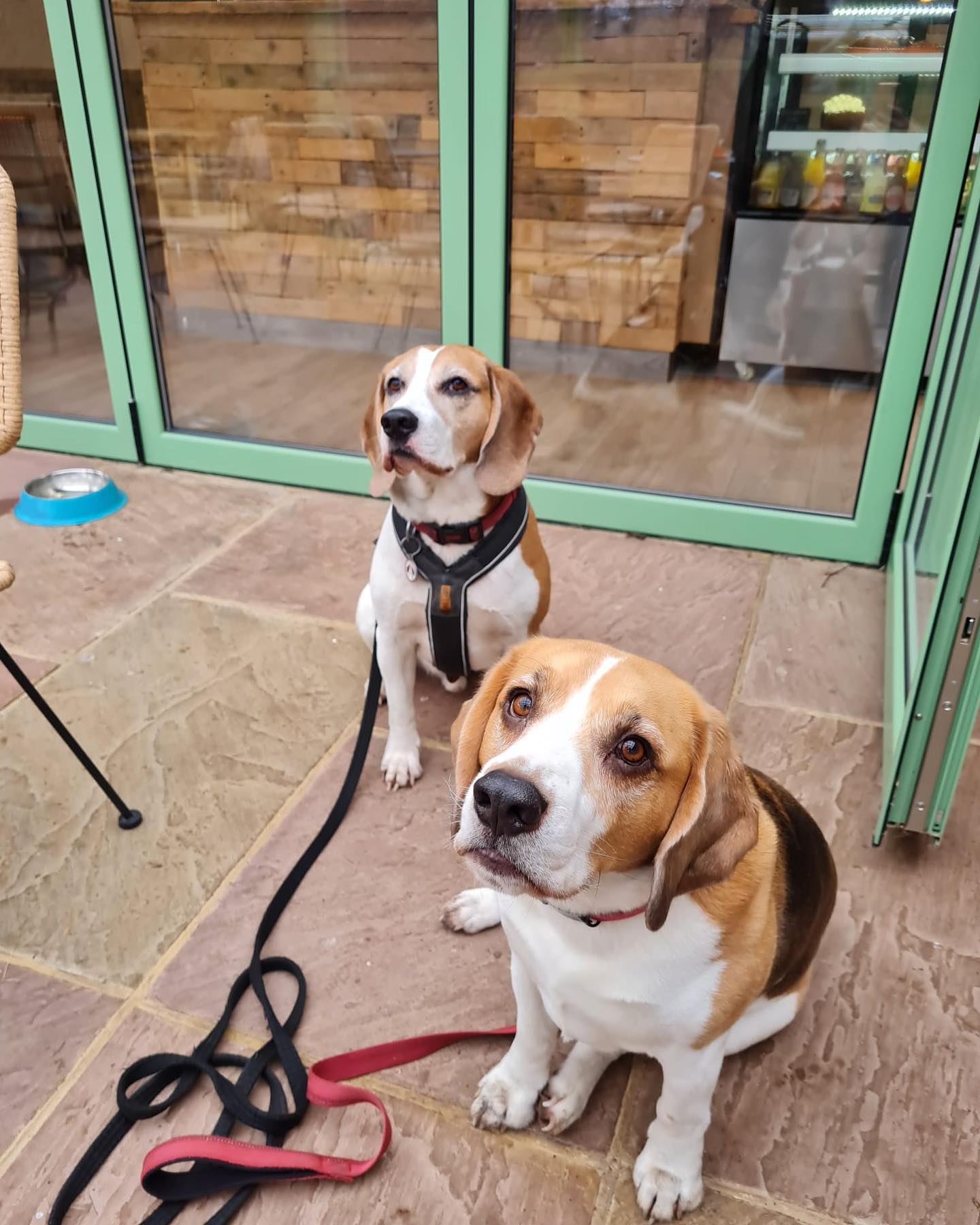 We had the best visitors today, aren't they the cutest! Thank you Enzo and Braxton for visiting us! 

They have their own Instagram too so make sure you check them out 

#fourleggedfriend #bestboysever #headlandsfarmcoffeeshop #nuntonmilk #WhatsOnRomsey #hampshirebusiness #freshkitchen #winchestercoffee #coffeeshopvibes #localbusiness